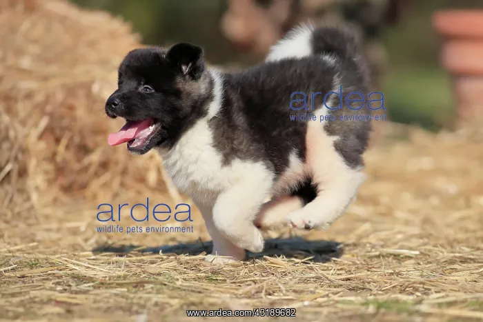 : American Akita puppy (Canis lupus familiaris), running : American Akita puppy (Canis lupus familiaris), running