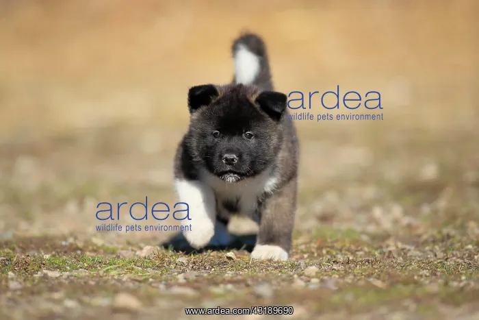 : American Akita puppy (Canis lupus familiaris), running : American Akita puppy (Canis lupus familiaris), running
