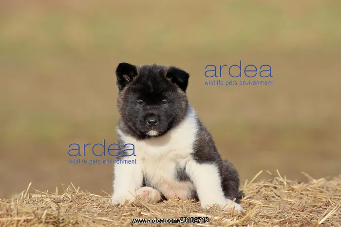 : American Akita puppy (Canis lupus familiaris), sitting : American Akita puppy (Canis lupus familiaris), sitting