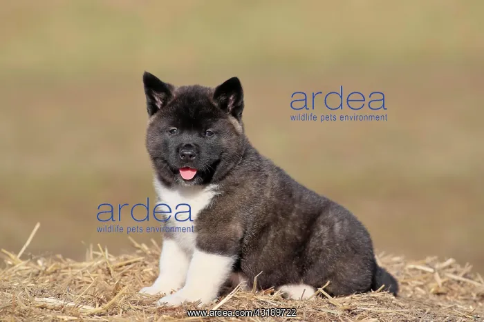 : American Akita puppy (Canis lupus familiaris), sitting : American Akita puppy (Canis lupus familiaris), sitting