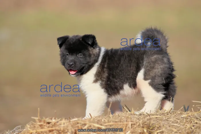  : American Akita puppy (Canis lupus familiaris), standing