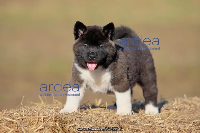 : American Akita puppy (Canis lupus familiaris), standing : American Akita puppy (Canis lupus familiaris), standing