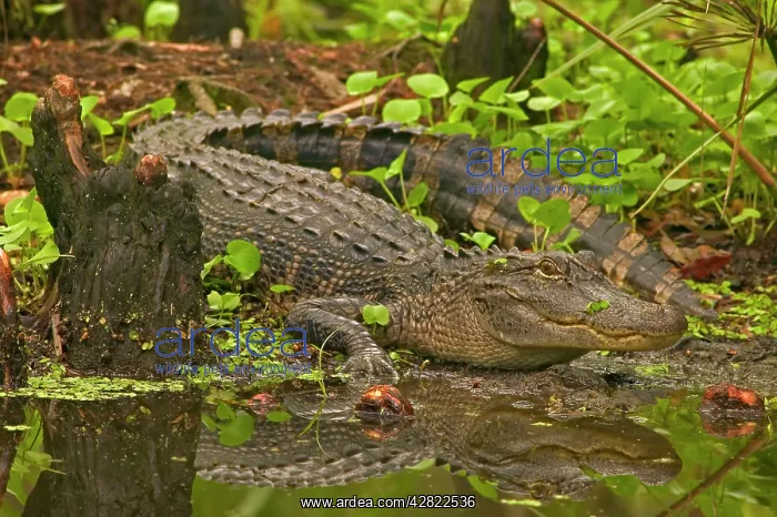 : American Alligator : American Alligator
