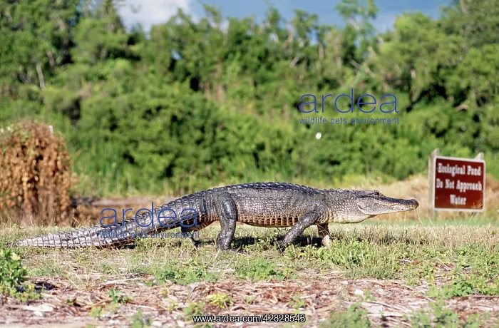 : American Alligator : American Alligator