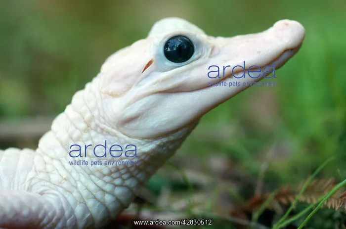 : American ALLIGATOR : American ALLIGATOR