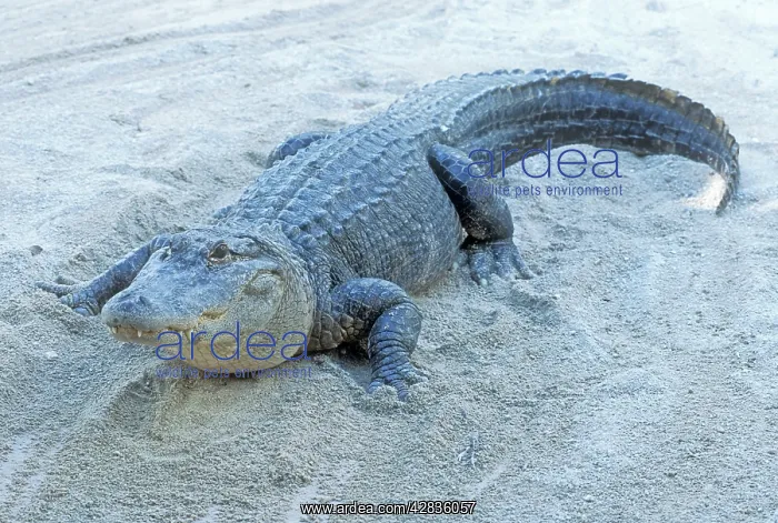 : American ALLIGATOR : American ALLIGATOR