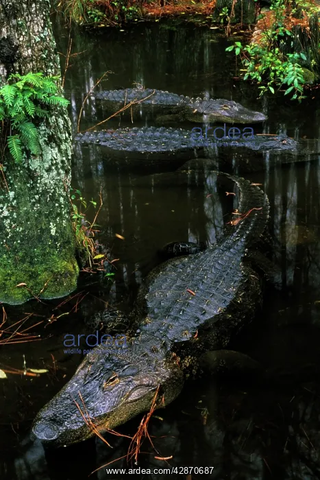 : American Alligator : American Alligator