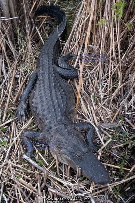 : American Alligator : American Alligator