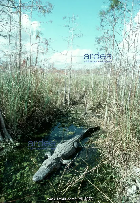 : AMERICAN ALLIGATOR : AMERICAN ALLIGATOR