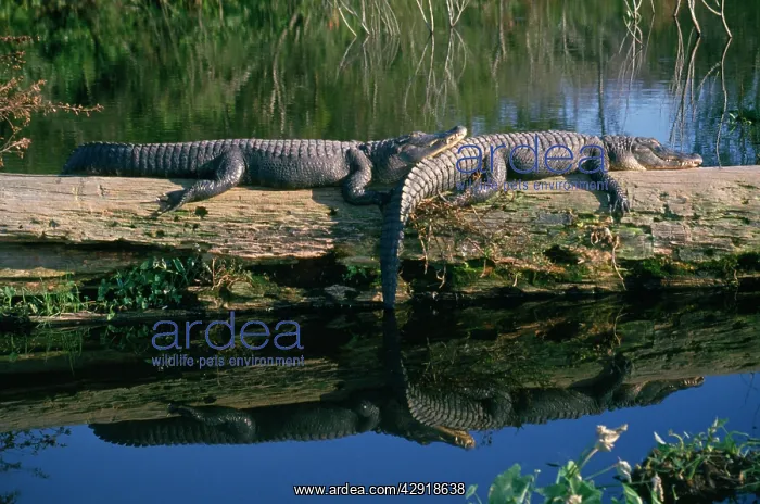 : American Alligator : American Alligator