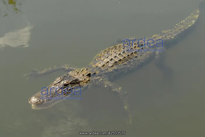 : American Alligator : American Alligator