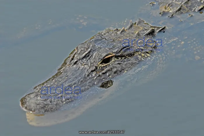 : American Alligator : American Alligator