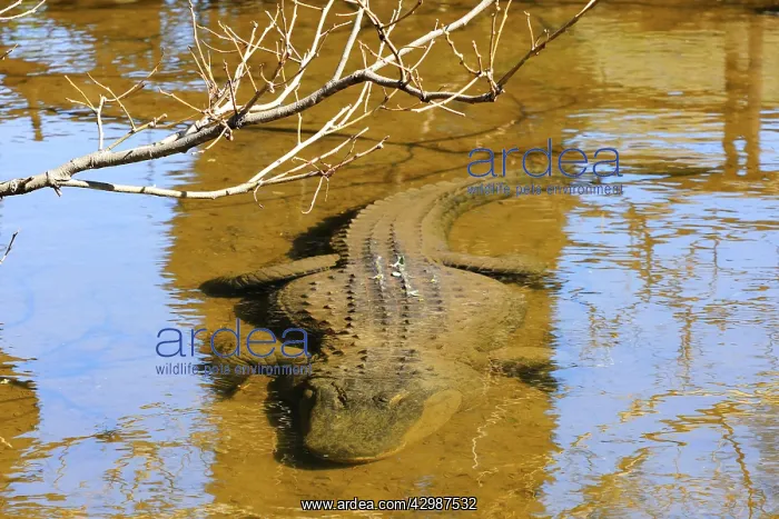 : American Alligator : American Alligator