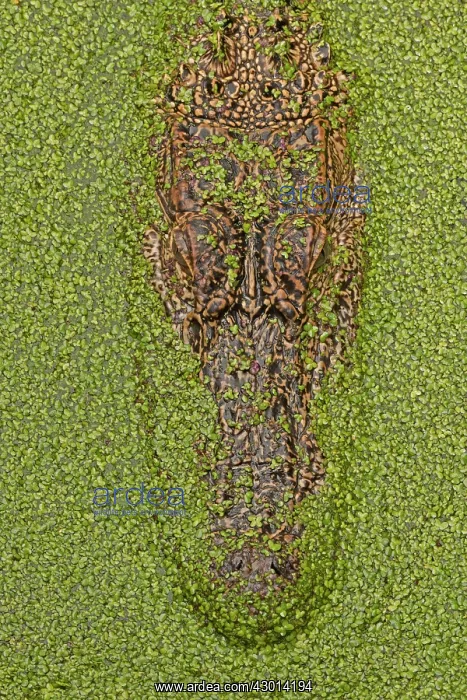 : American Alligator : American Alligator
