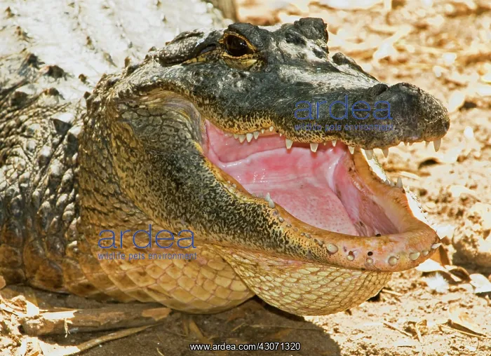 : American Alligator : American Alligator