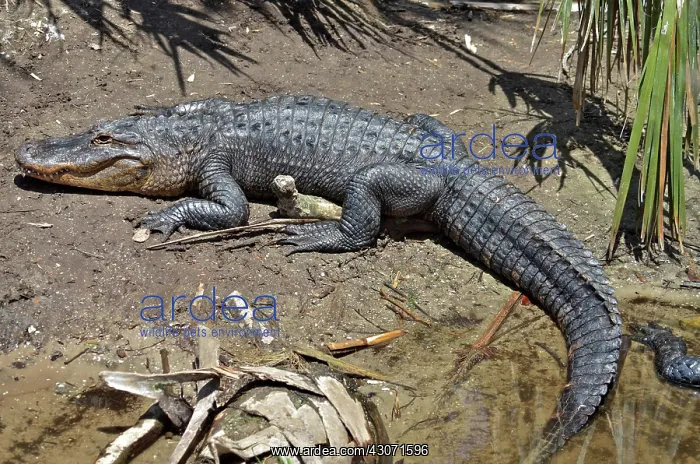 : American Alligator : American Alligator