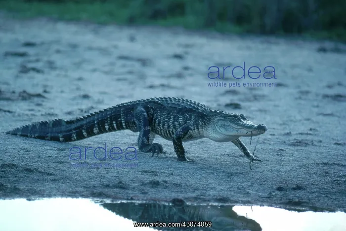 : American Alligator : American Alligator