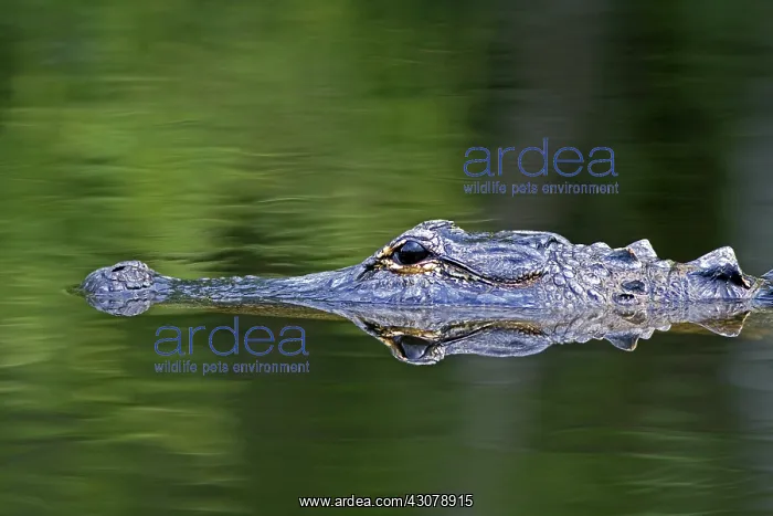: American Alligator : American Alligator