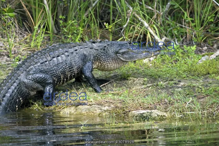 : American Alligator : American Alligator