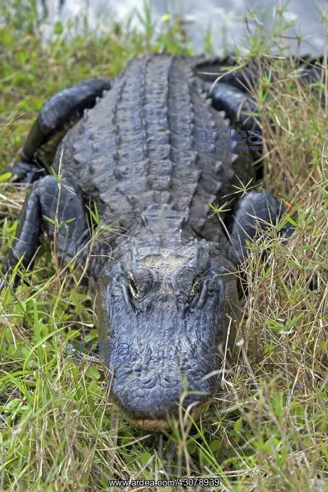 : American Alligator : American Alligator