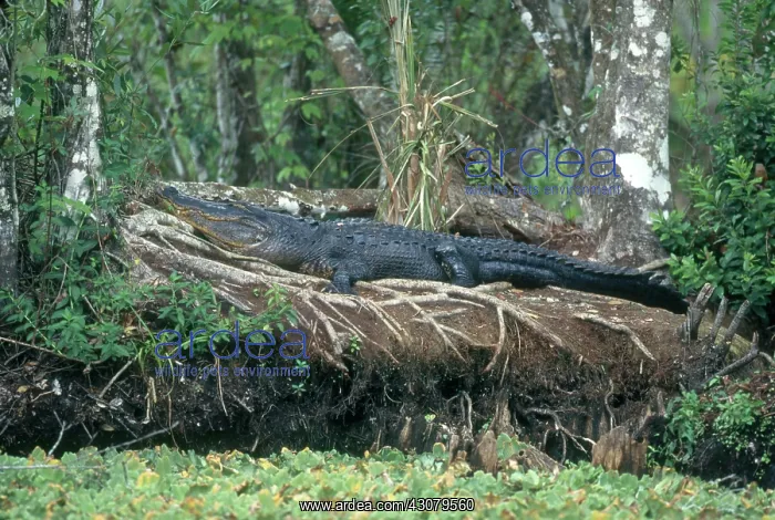 : American Alligator : American Alligator