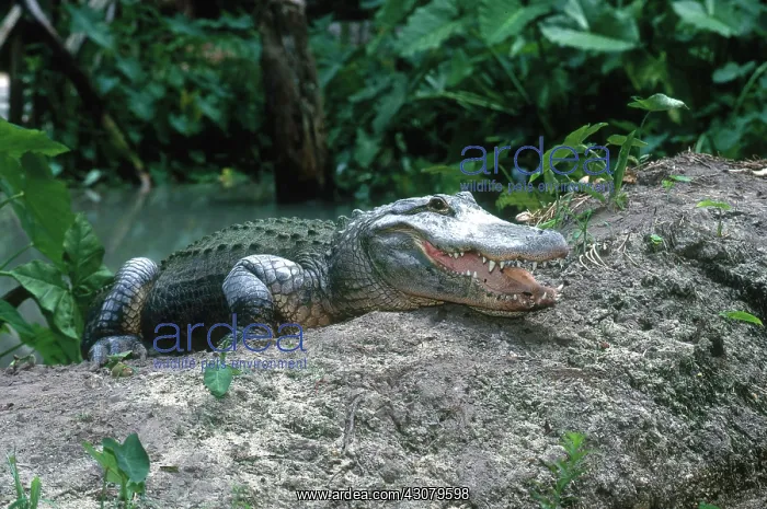 : American Alligator : American Alligator