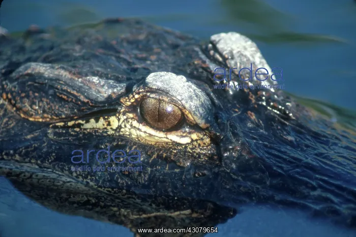 : American Alligator : American Alligator