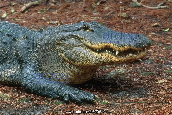 : American Alligator : American Alligator