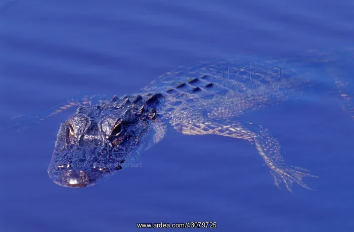 : American Alligator : American Alligator