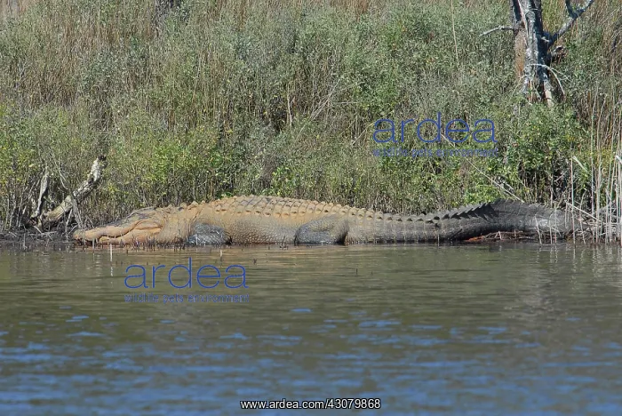 : American Alligator : American Alligator