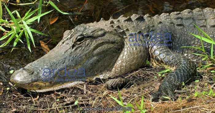 : American Alligator : American Alligator