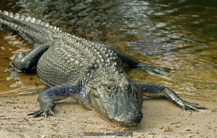 : American Alligator : American Alligator