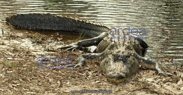 : American Alligator : American Alligator