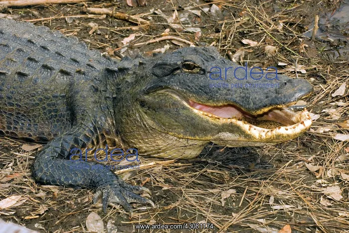 : American Alligator : American Alligator