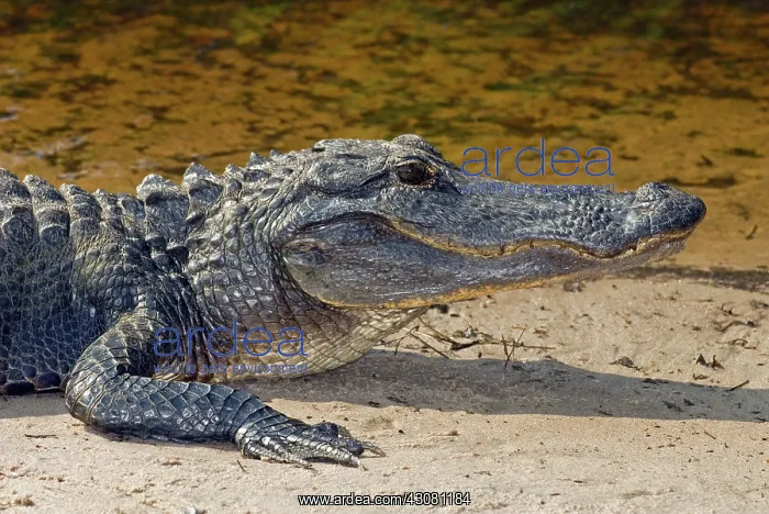 : American Alligator : American Alligator