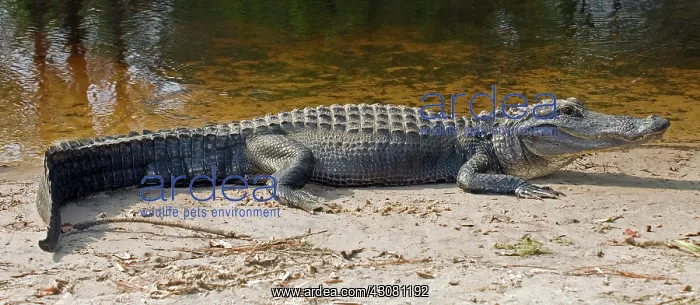 : American Alligator : American Alligator