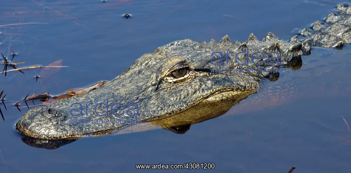 : American Alligator : American Alligator