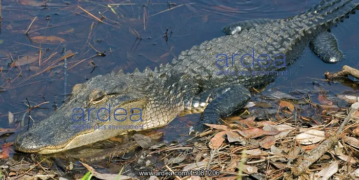 : American Alligator : American Alligator