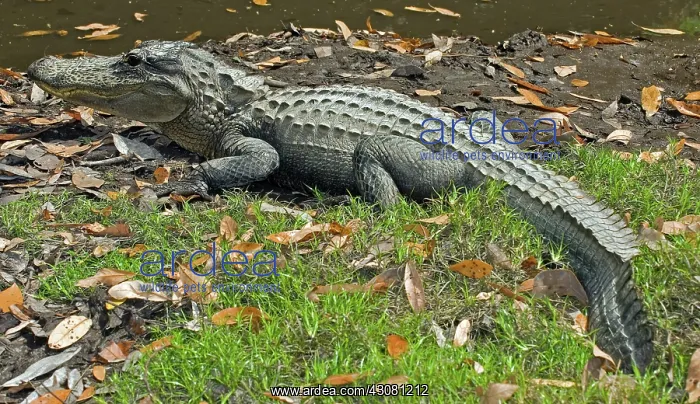 : American Alligator : American Alligator