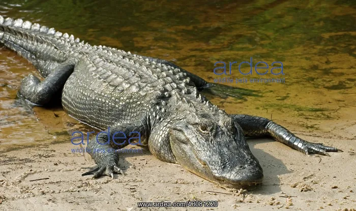 : American Alligator : American Alligator