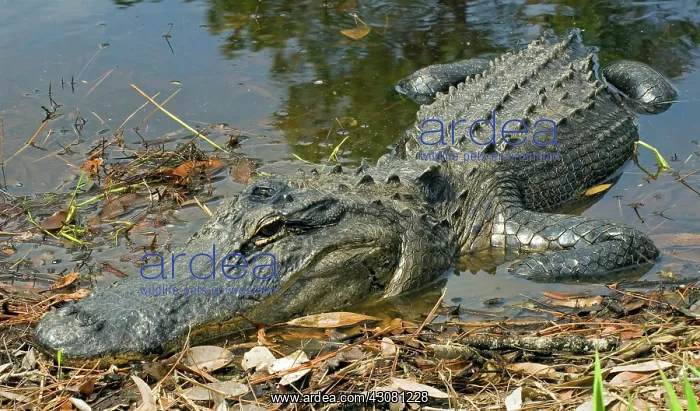 : American Alligator : American Alligator