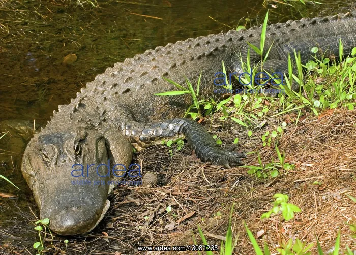 : American Alligator : American Alligator