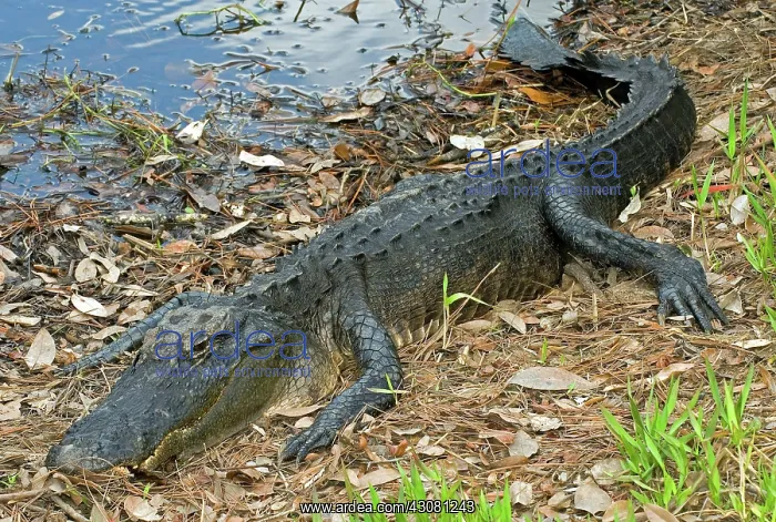 : American Alligator : American Alligator