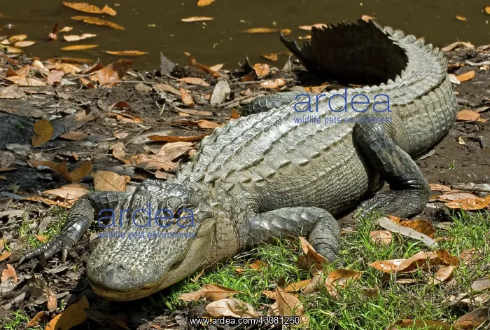 : American Alligator : American Alligator