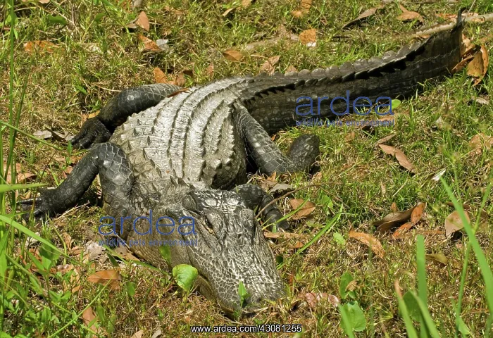 : American Alligator : American Alligator