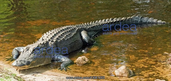 : American Alligator : American Alligator