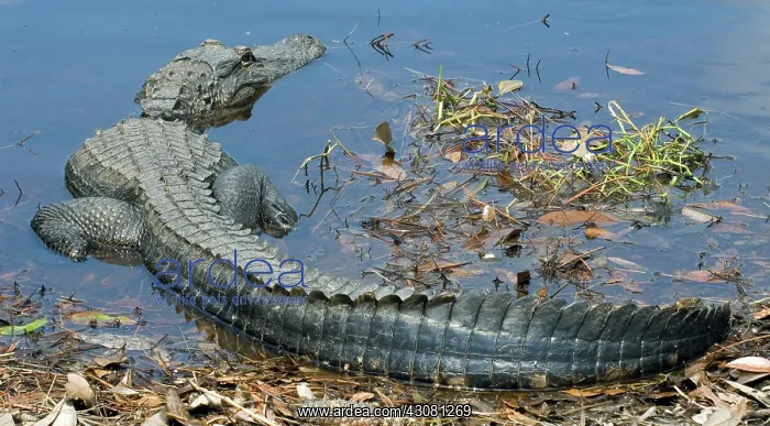 : American Alligator : American Alligator