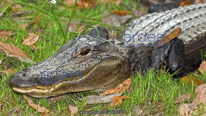 : American Alligator : American Alligator