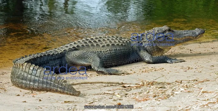 : American Alligator : American Alligator