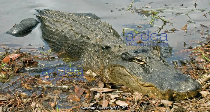 : American Alligator : American Alligator